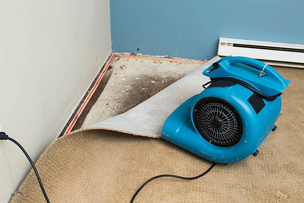 Best Mold removal after water damage  in Aldine, TX